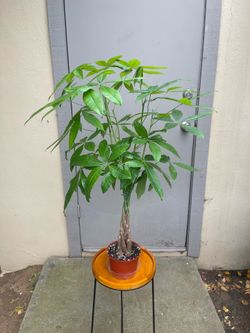 Pachira Braided Money Tree House Plant 6” Pot