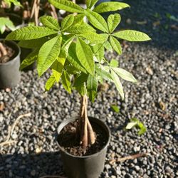 Plants (10”pot🌿Money tree $10 each)