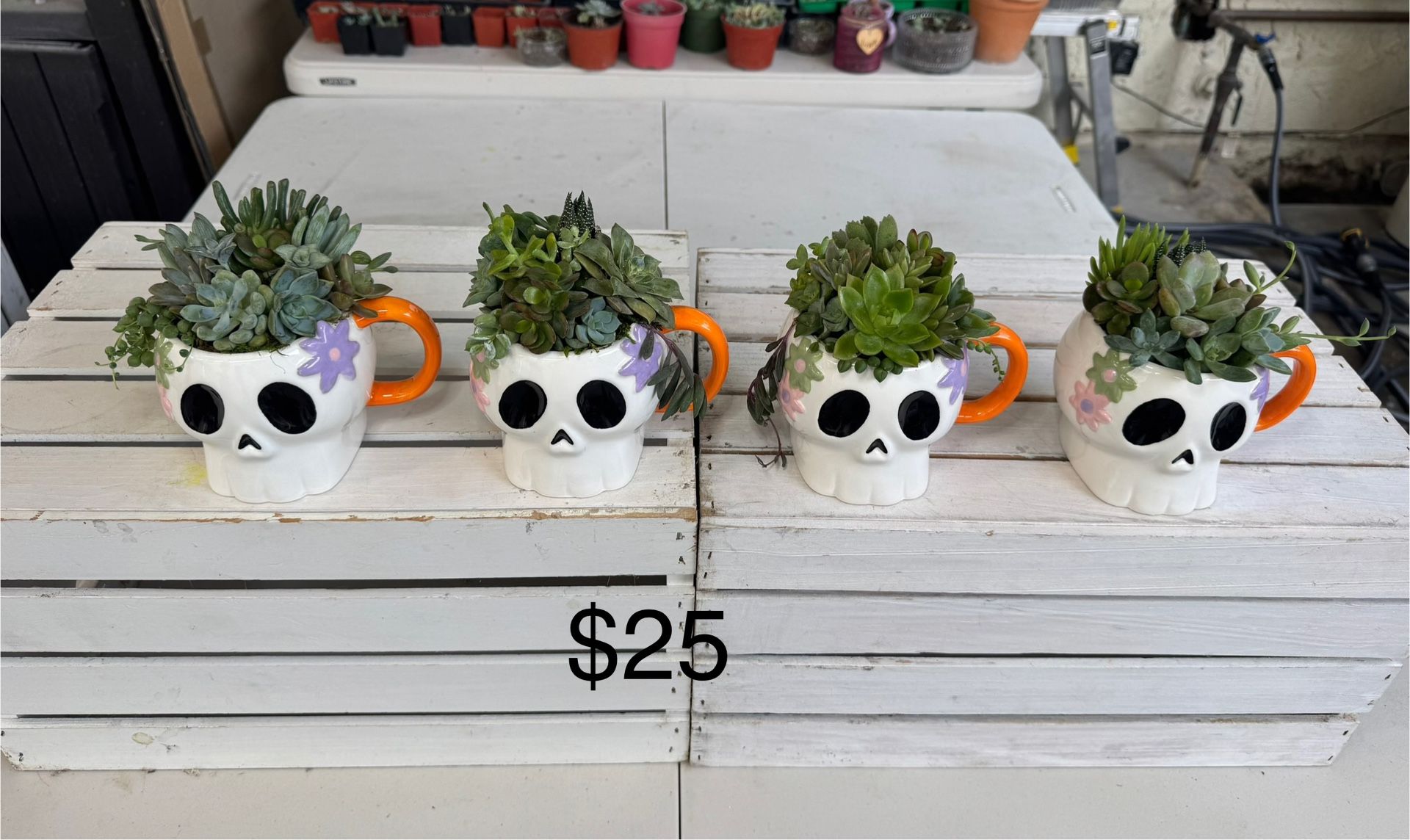 Succulent Arrangements