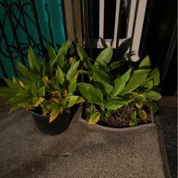 Ready For Harvest Ginger And Turmeric From Jamaica