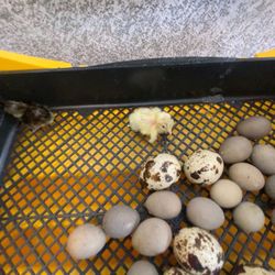 Button Quail Eggs 