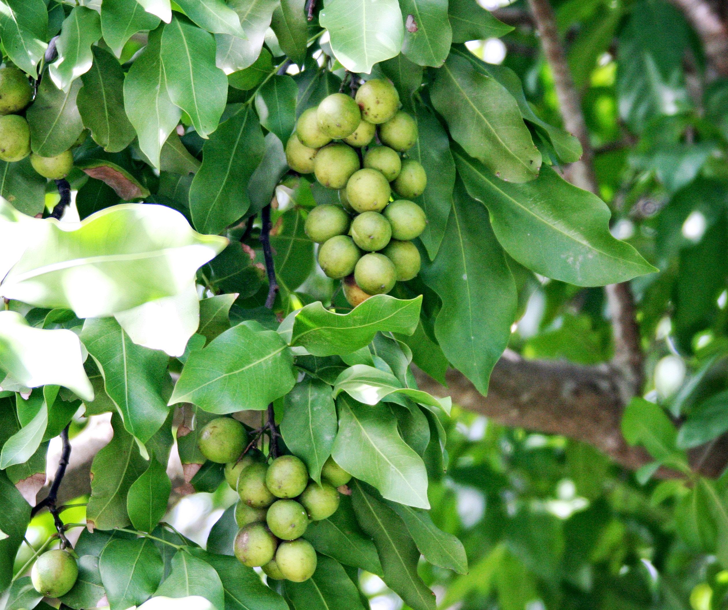 Guinep (ginepas) Tree fully mature