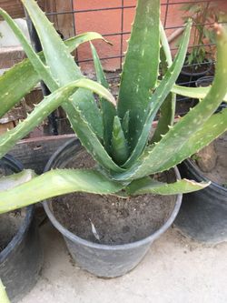 Sabila penca gruesa