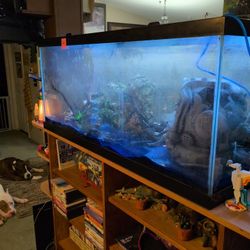 75 Gallon Aquarium
