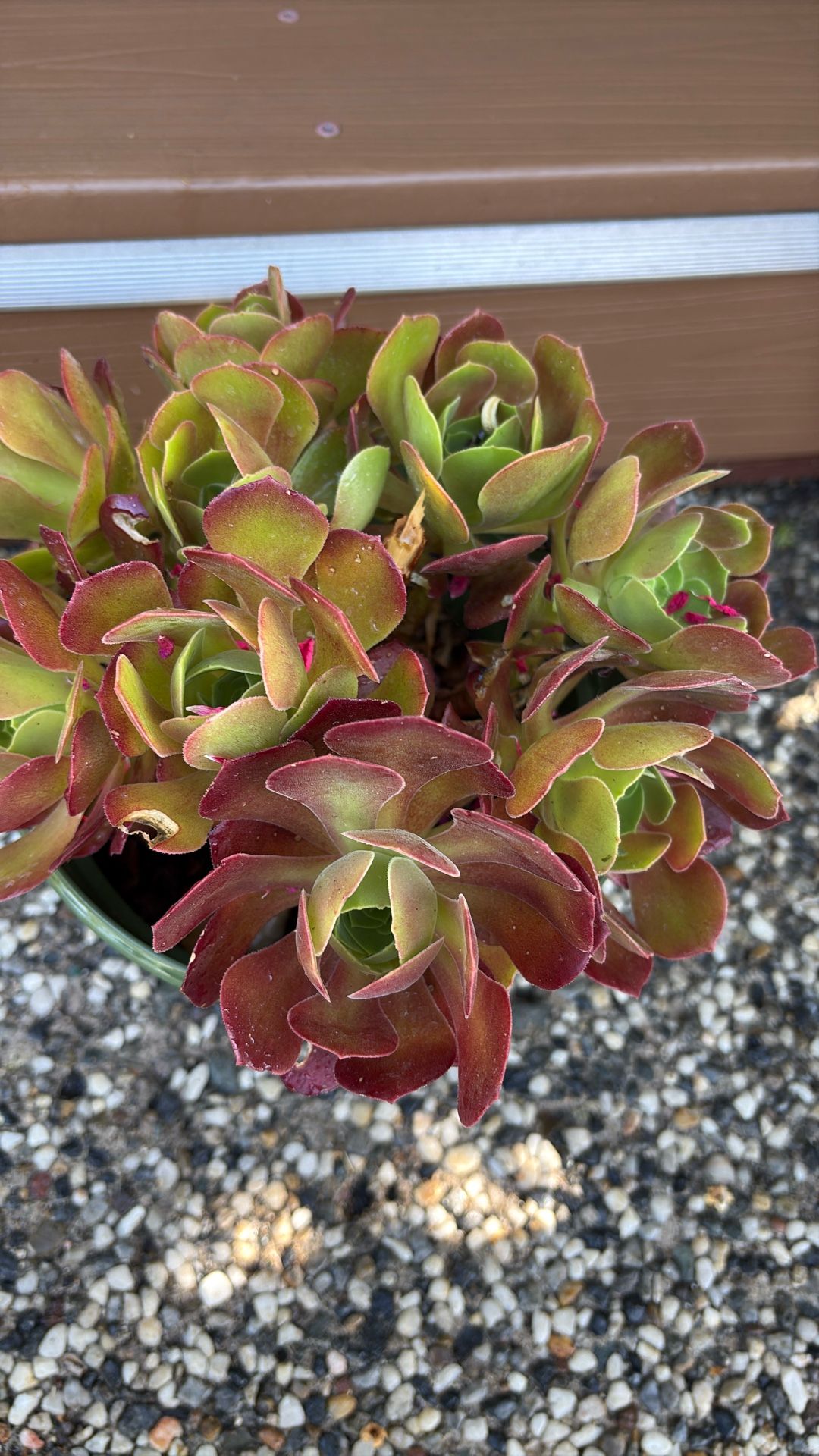 Beautiful Succulent