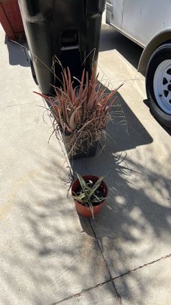 Aloe Vera and agave needs replanting
