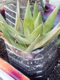 Aloe Vera Plant – Easy Care, Fast Growing
Planta Aloe Vera – Fácil Cuidado y Crecimiento Rápido.
