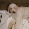 Duke