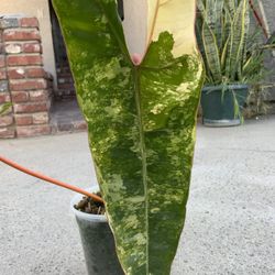 Philodendron Billietiae Variegated 