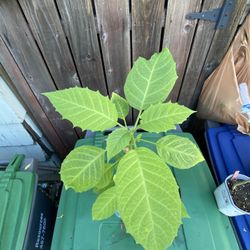 Yellow Brugmansia Trumpet Flower Plant - Floripondio Borrachero Trompeta flor planta
