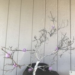 Manzanita Decorations tree 3