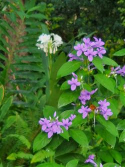 Phillipine violets 2 Ft High. $1.50 Per Plant,