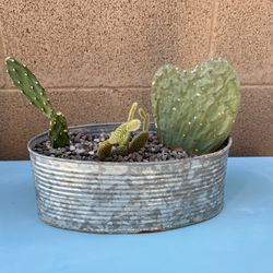Live Cactus Trio In Galvanized Metal Planter