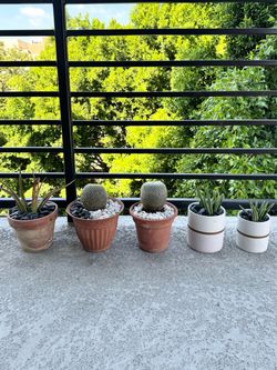 5 Potted Cactus & Succulent Plants with Pots