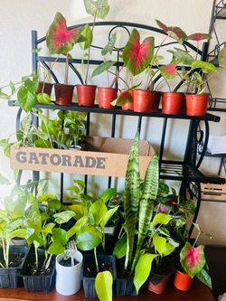 Plants for sale 5 each