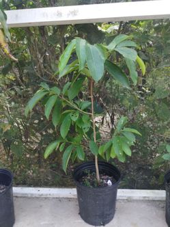 Nice plants to go
