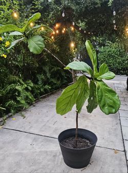 Fun Healthy Fiddle Fig Tree 6 Ft