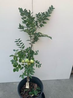 Jujube Tree 大紅棗樹