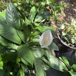 Peace Lily