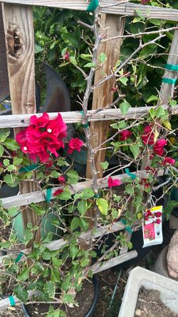 Bougainville on trellis