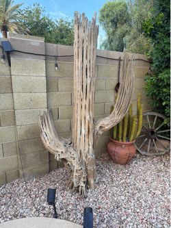 Saguaro cactus skeleton