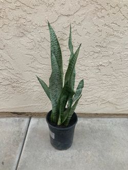 Sansevieria Trifasciata Green Snake Plants, 1 Gallon
