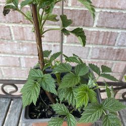 Plants for Sale - $5 Each