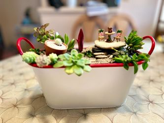 Succulent Arrangement 