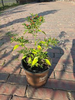 Peppers, jalapeños and piquin