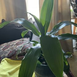 Dracaena fragans Plant 