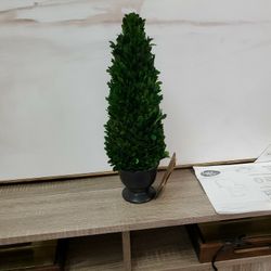 Small Boxwood Trees 16in Tall 15.00ea