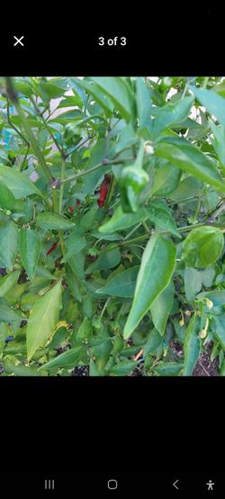 Organic Ghost chili pepper