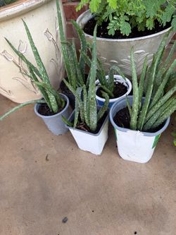 Aloe plants (small) $4 each