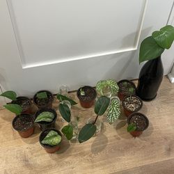 Indoor Plants