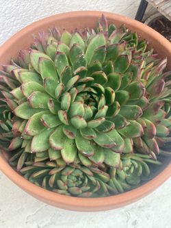 Succulent So pretty with terracotta pot is real $25