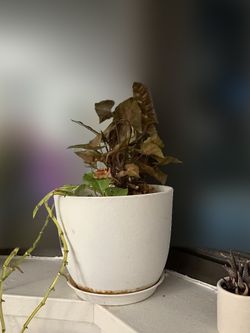 Bronze-Leaf Houseplant in White Pot with Saucer