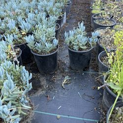 Senecillo Serpens Dwarf Succulent Plant