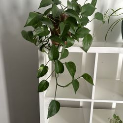 Pothos Plants (Pots Included)