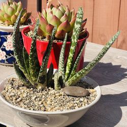 Gasteria carinata cv Volmoed a plant