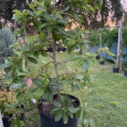 Russell Avocado Tree 