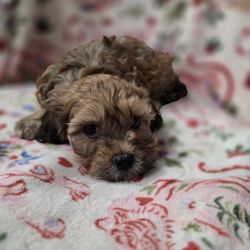 Beautiful Pippy Blanket 