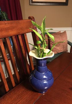 Blue vase with bonus bamboo plants included
