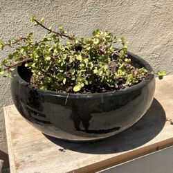 Black Flower Pot 