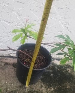 Jatropha Plant,  Live 