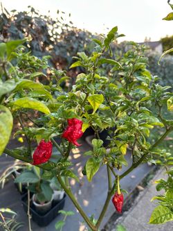 $30 Each Fruiting Insanely Hot Carolina Reaper Spicy 🌶️ Peppers Chili Pepper Veggie Vegetable