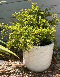 Large elephant jade plant