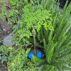 Moringa Tree