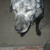 Junior 