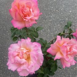 Pink Rose 🌹 