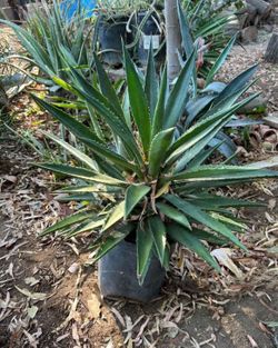 Agave Blue Glow